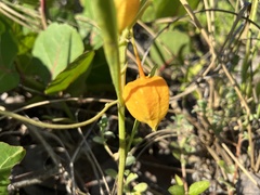 Physalis × elliottii