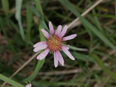 Aster bellidiastrum
