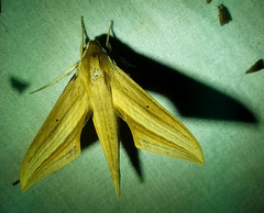 Xylophanes libya