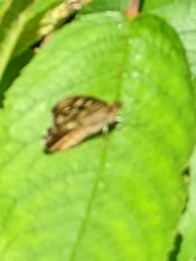 Pararge aegeria