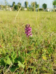 Anacamptis × simorrensis