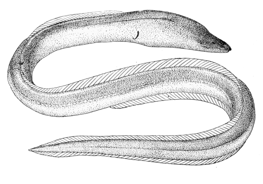 Freshwater Snake-Eel