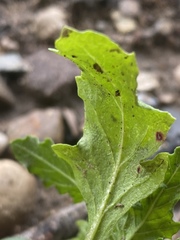 Datura stramonium