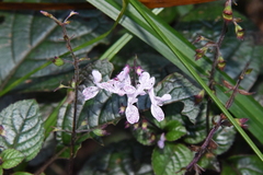 Plectranthus ciliatus