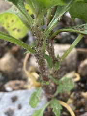 Datura stramonium