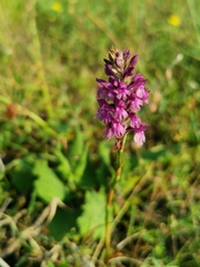 Anacamptis × simorrensis
