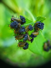 Chelymorpha cassidea