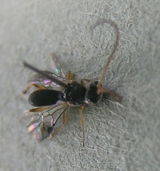 Cheloninae