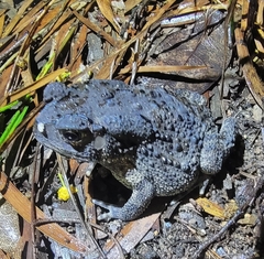 Duttaphrynus melanostictus