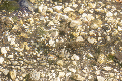 Austropotamobius pallipes