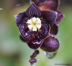 Lardizabala biternata