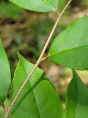 Elaeagnus glabra