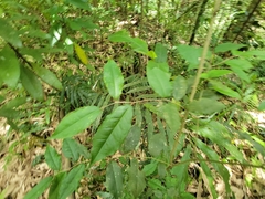 Elaeagnus glabra