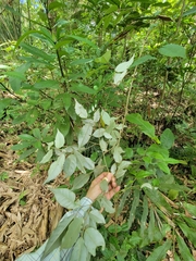 Elaeagnus glabra