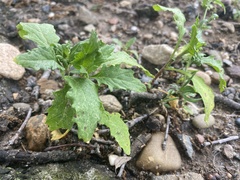 Datura stramonium