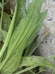 Plantago lanceolata