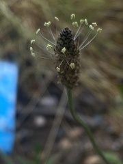 Plantago lanceolata