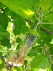 Yponomeuta malinellus