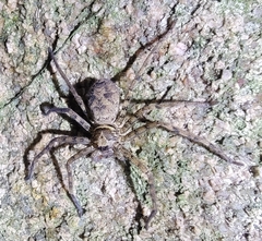 Heteropoda venatoria