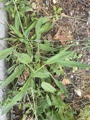 Plantago lanceolata