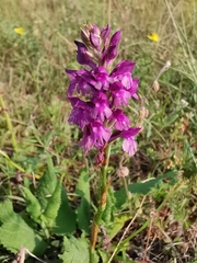 Anacamptis × simorrensis