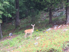 Odocoileus virginianus macrourus