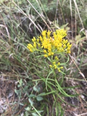 Solidago nitida