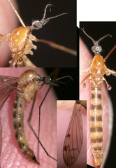 Neolimonia dumetorum