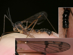 Ptychoptera longicauda