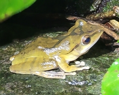 Polypedates megacephalus
