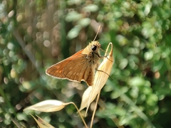 Ochlodes sylvanus