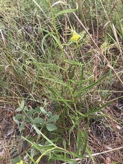 Solidago nitida