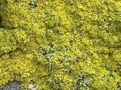 Bryophyta