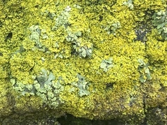 Bryophyta