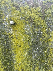 Bryophyta
