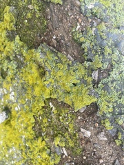 Bryophyta