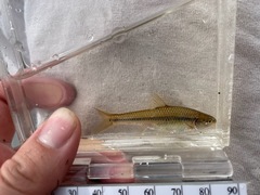 Notropis topeka