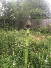 Bombus pensylvanicus