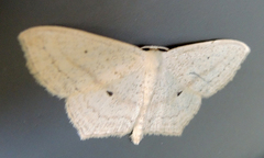 Scopula flaccidaria