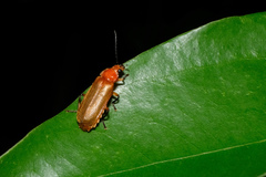 Lycocerus