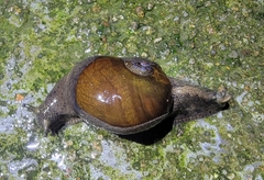 Megaustenia imperator