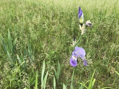 Iris pallida