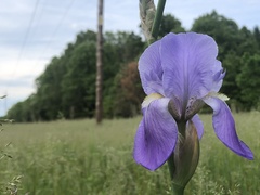 Iris pallida