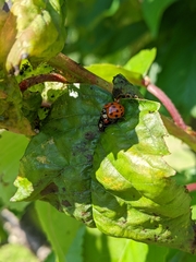 Harmonia axyridis