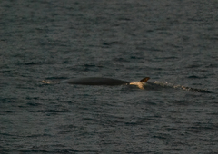 Balaenoptera edeni brydei