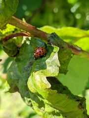 Harmonia axyridis