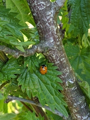 Coccinella septempunctata