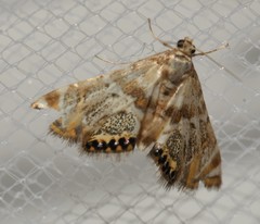 Petrophila heppneri