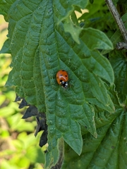 Coccinella septempunctata