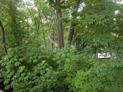 Kalopanax septemlobus